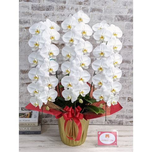 胡蝶蘭を開業祝いで贈るためのおすすめ通販サイト