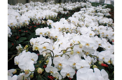 竣工祝いで胡蝶蘭を通販で贈る際のやってはいけないマナー