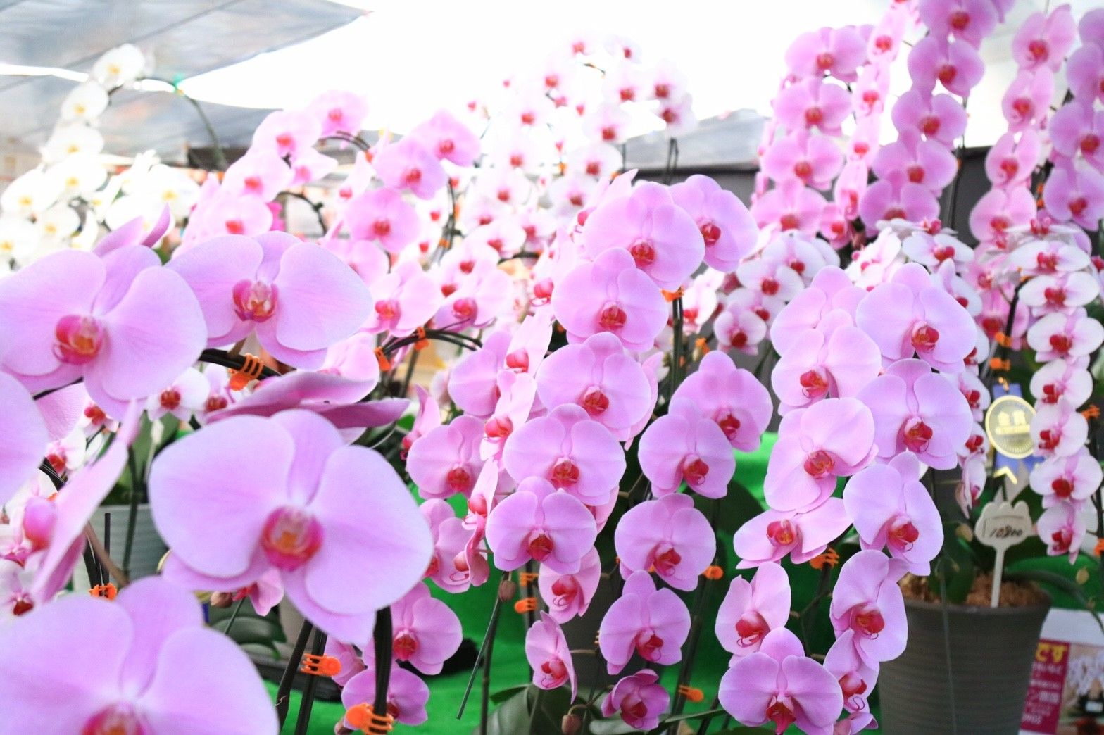 花内覧