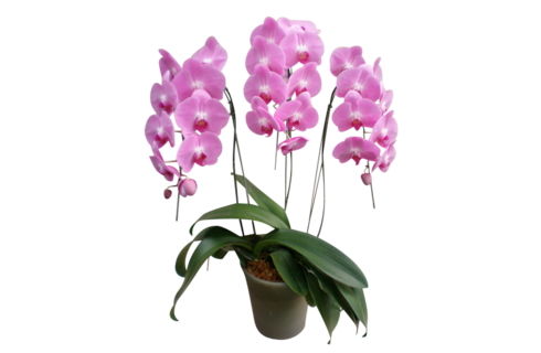 切り抜きピンク大輪