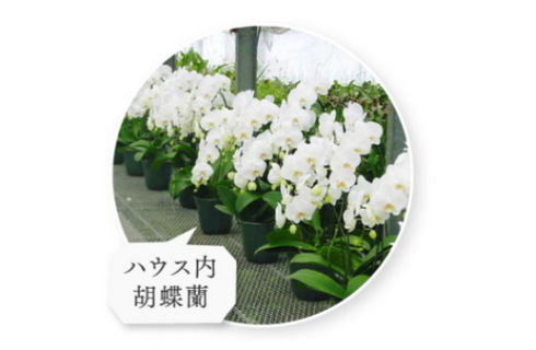 胡蝶蘭