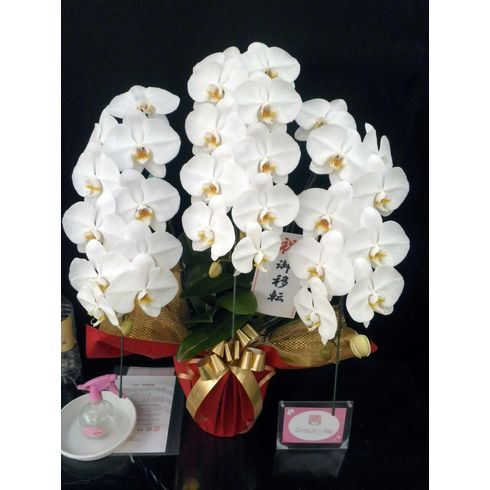 福岡県筑後市に胡蝶蘭を贈るなら 産地直送で翌日配達 福岡県 胡蝶蘭を通販でお探しならクマサキ洋ラン農園へお任せ