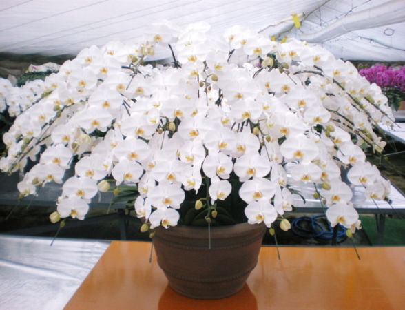 クマサキ洋ラン