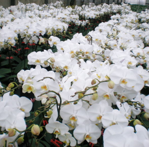 胡蝶蘭を通販でお探しならクマサキ洋ラン農園へお任せ